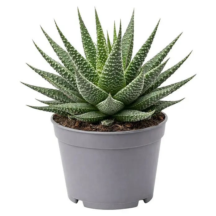 Piardino Aloe - Aloe Hybriden, Topfgröße: 9 cm - Grüne gesprenkelte Sukkulente in einem grauen Plastiktopf.