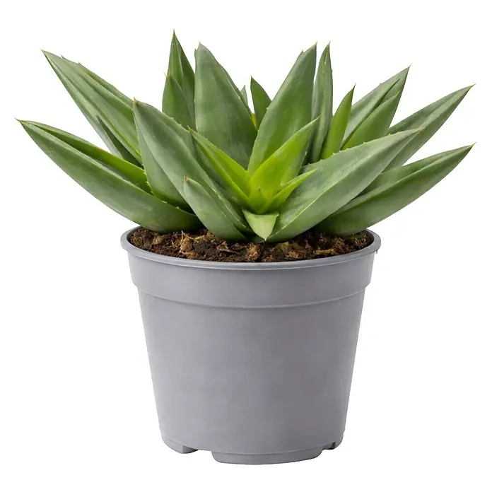 Piardino Aloe - Aloe Hybriden, Topfgröße: 9 cm - Grüne Sukkulente in grauem Plastiktopf mit brauner Erde.