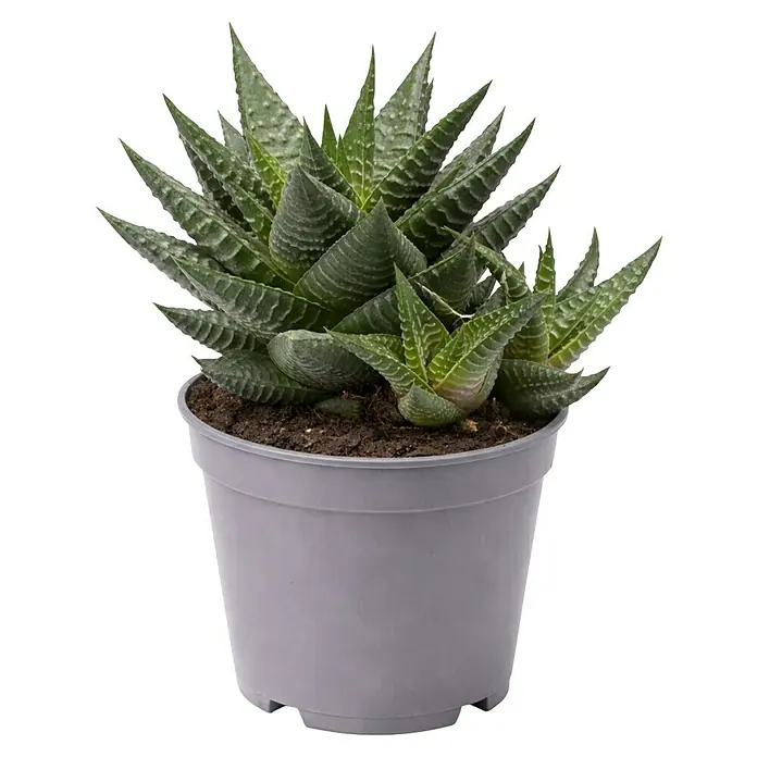 Piardino Aloe - Aloe Hybriden, Topfgröße: 9 cm - Grüne Sukkulente mit stacheligen Blättern in einem grauen Kunststofftopf.
