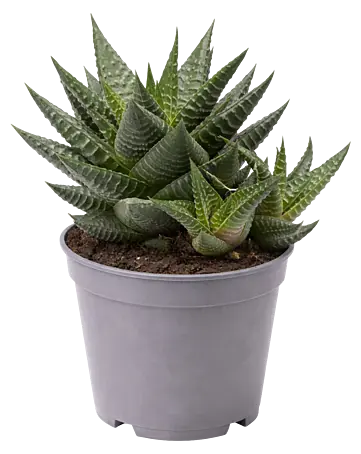 bonsai & more NEW Tie Pots make growing bonsai trees easier – Stone Lantern