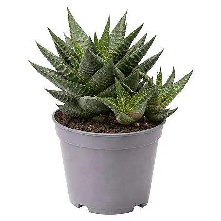 Piardino  Aloe