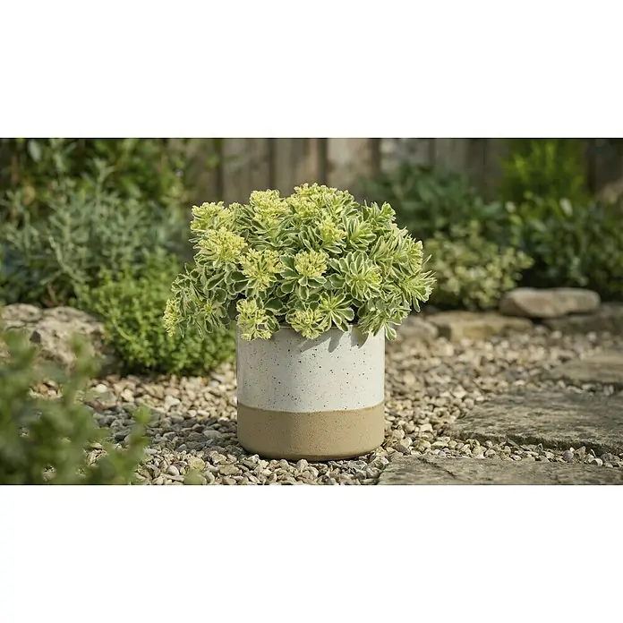 Mica Decorations Übertopf rund Lago - Außenmaß (Ø x H): 16 x 14,5 cm, Keramik, Weiss - Zweifarbiger weiß-beiger Sprenkel-Keramiktopf mit panaschierter grün-gelber Pflanze auf Kiesweg im Freien.