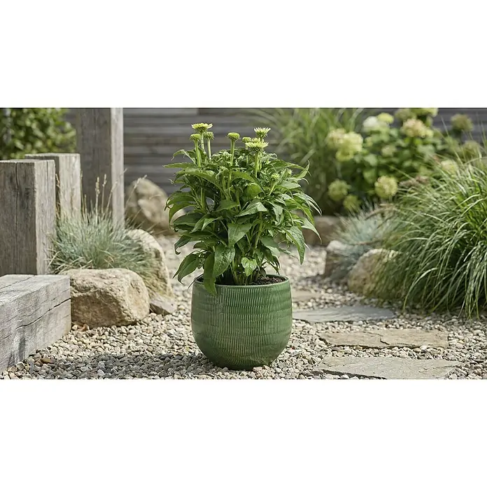 A.H.G. Maceta para planta Amora - Dimensiones externas (Ø x Al): 34 x 32 cm, Cerámica, Verde - Maceta de cerámica verde con textura acanalada, conteniendo una planta en un camino de grava.