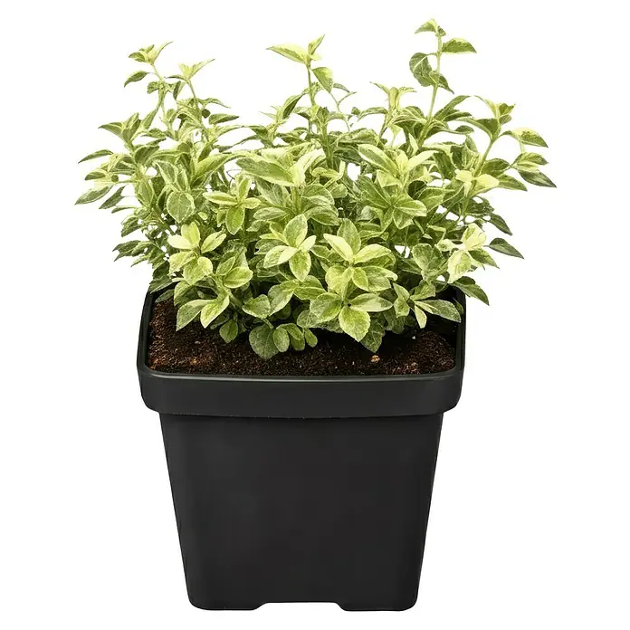 Piardino Weißbunte Kriechspindel 'Harlequin' - Euonymus fortunei 'Harlequin', Topfgröße: 9 cm, Grün mit weißer Umrandung - Topfpflanze mit grün-weißen Blättern in einem schwarzen, rechteckigen Topf mit Erde.