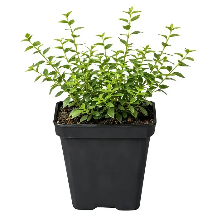 Piardino Heckenmyrthe Maigrün - Lonicera nitida 'Maigrün', Weiß - Kleine grüne Pflanze mit vielen Blättern in einem schwarzen, quadratischen Kunststofftopf.