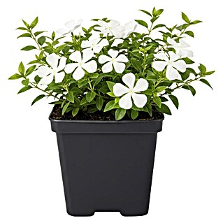 Piardino Kleinblättriges Immergrün (Vinca minor, Weiß)