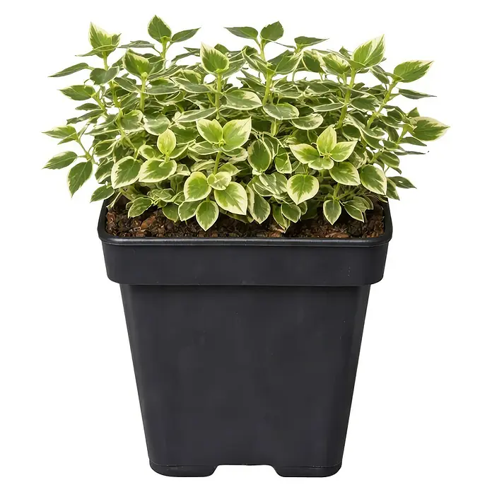 Piardino Spindelstrauch Emerald Gaiety - Euonymus fortunei 'Emerald Gaiety', Grün mit weißer Umrandung - Bunte Pflanze mit grün-weißen Blättern in einem dunkelgrauen rechteckigen Kunststofftopf.