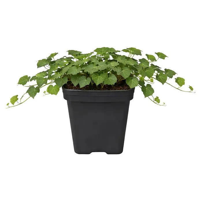 Piardino Efeu - Hedera helix, Grün/Gelb - Kleine grüne Efeu-ähnliche Pflanze in einem schwarzen Plastiktopf.