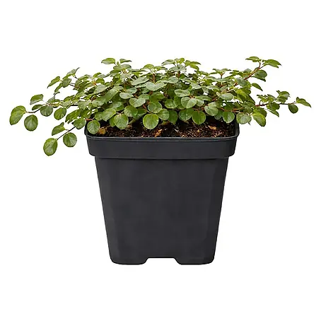 Piardino  Teppichmispel Radicans