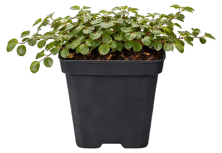 Gartenpflanzen - Jetzt kaufen! Schnelle Lieferung