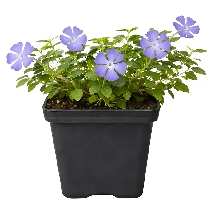 Piardino Kleinblättriges Immergrün - Vinca minor, Topfgröße: 9 cm, Blau - Eine Topfpflanze mit lila sternförmigen Blüten und grünen Blättern in einem schwarzen Topf.
