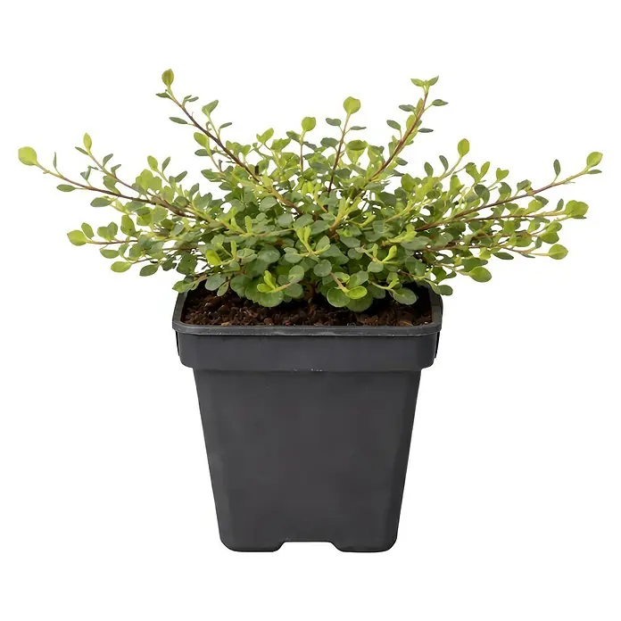 Piardino Teppichmispel - Cotoneaster dammeri, Topfgröße: 9 cm, Weiß/Hellrosa - Kleine grüne Pflanze in einem dunkelgrauen quadratischen Plastiktopf.