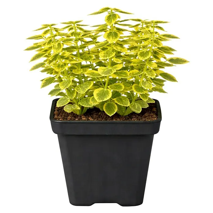 Piardino Spindelstrauch Emerald Gold - Euonymus fortunei 'Emerald Gold', Gelb/Grün - Topfpflanze mit panaschierten gelb-grünen Blättern in einem schwarzen quadratischen Topf.