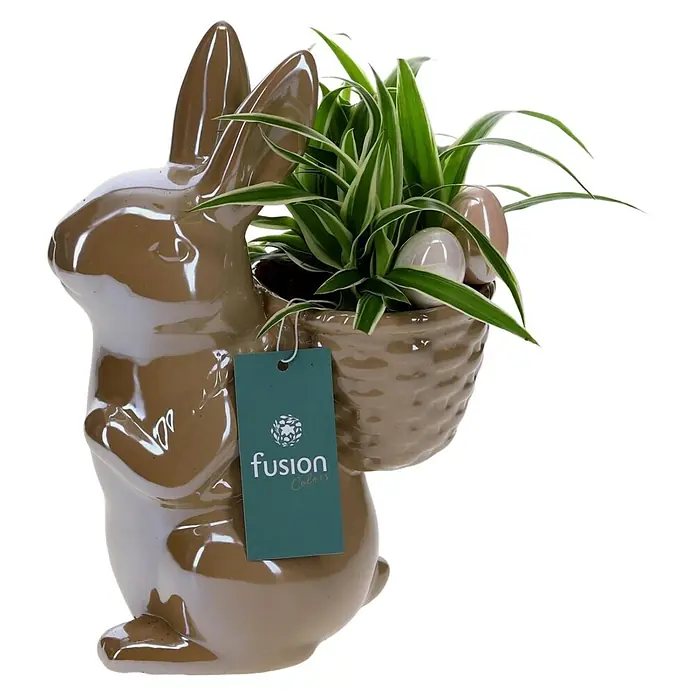 Piardino Zimmerpflanzen-Arrangement - Topfgröße: 19 cm - Glänzender brauner Keramik-Hasenpflanzentopf mit Korb, grüner Pflanze und zwei Dekoeiern.