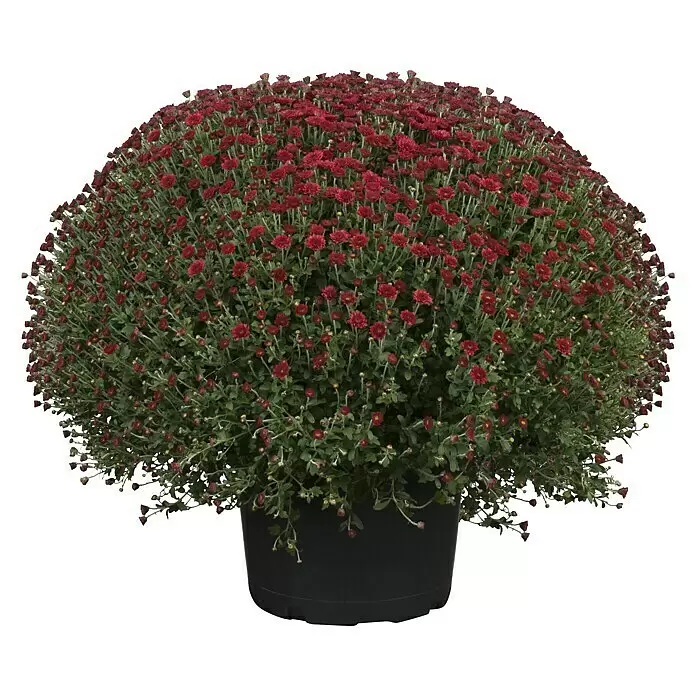 Piardino Herbst-Chrysantheme - Chrysanthemum indicum Hybride, Topfgröße: 33 cm, Blütenfarbe: Sortenabhängig - Eine leuchtend rote Chrysantheme mit Blüten und Knospen in einem schwarzen Topf.