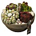 Piardino Hauswurz Arrangement 