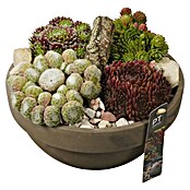 Sempervivum in Schale 23