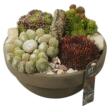 Piardino  Hauswurz Arrangement