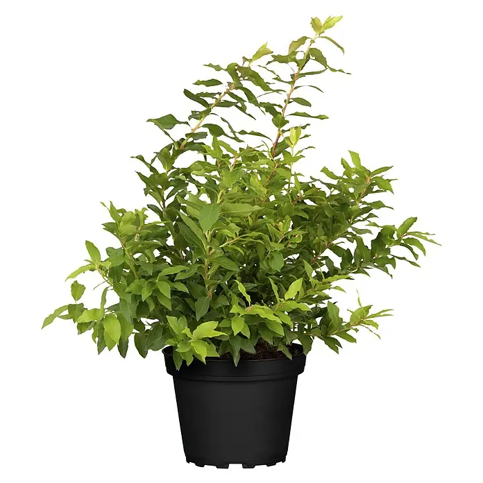 Piardino Heidelbeere - Vaccinium corymbosum in Sorten gemischt, Topfgröße: 24 cm - Frische grüne Pflanze in einem schwarzen Anzuchttopf.