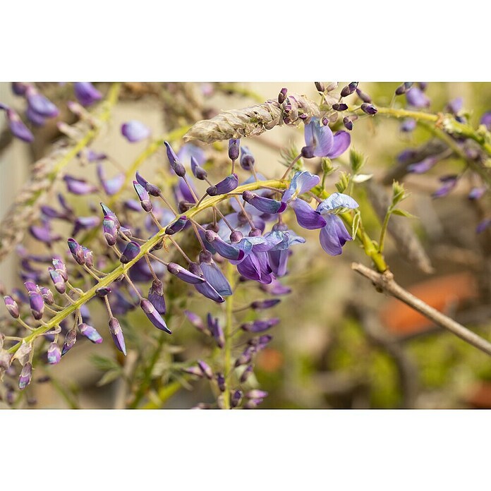 Wisteria 19 am Spalier Topf Wachs