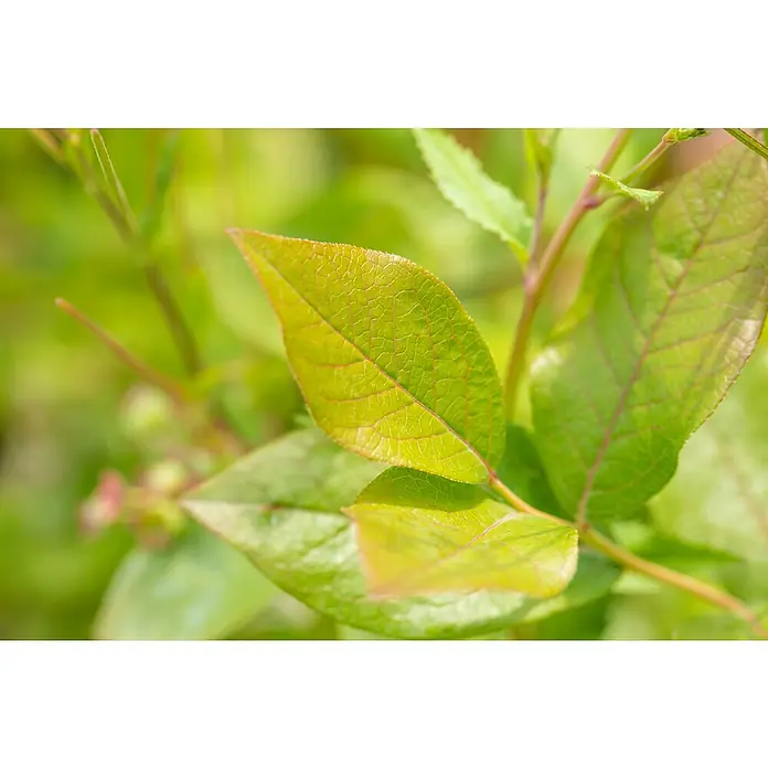 Piardino Heidelbeere - Vaccinium corymbosum in Sorten gemischt, Topfgröße: 24 cm - Nahaufnahme von hellgrünen Pflanzenblättern mit sichtbaren rötlichen Adern und texturierter Oberfläche.