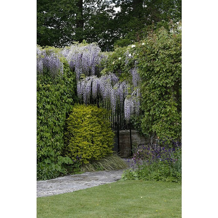 Wisteria 19 am Spalier Topf Wachs