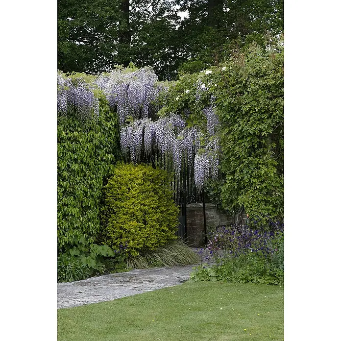 Piardino Blauregen am Spalier -  - Üppiger Gartenweg mit blühender lila Glyzinie, die über ein schwarzes Eisentor fällt, umgeben von Grün.