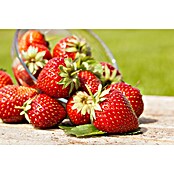 Fragaria elatior grandiflora 25