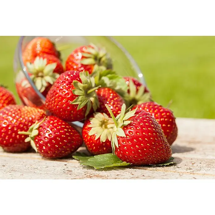 Erdbeere Bio - Fragaria ananassa Sweet Mary, Topfgröße: 10 cm - Frische, reife rote Erdbeeren, teilweise aus einer klaren Glasschale auf einen rustikalen Holztisch gefallen.