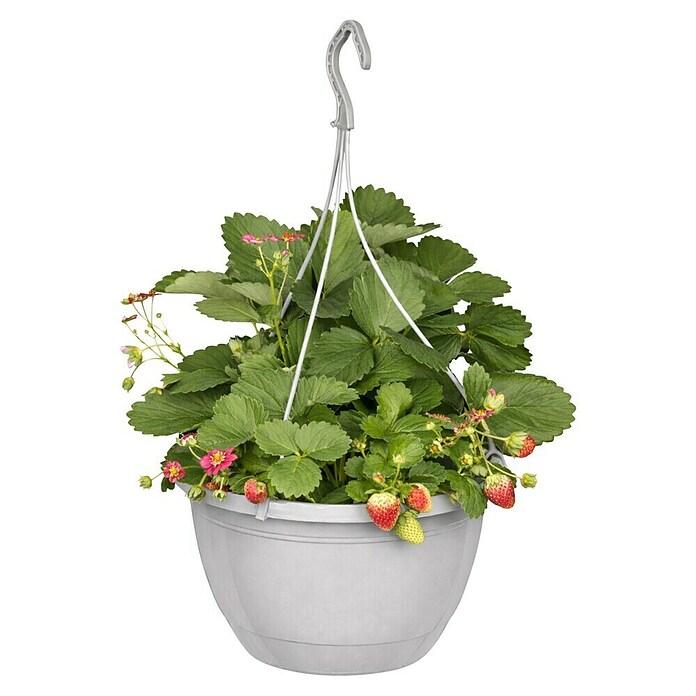 Fragaria elatior grandiflora 25
