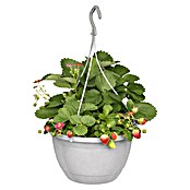 Fragaria elatior grandiflora 25