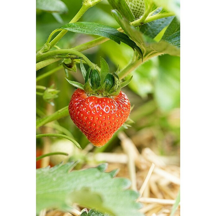 Fragaria elatior grandiflora 25