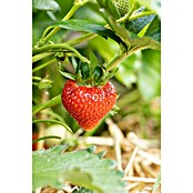 Fragaria elatior grandiflora 25