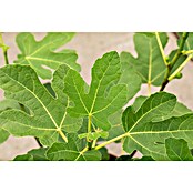 Ficus carica 20 Stamm