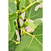 Ficus carica 20 Stamm