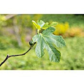 Ficus carica 20 Stamm