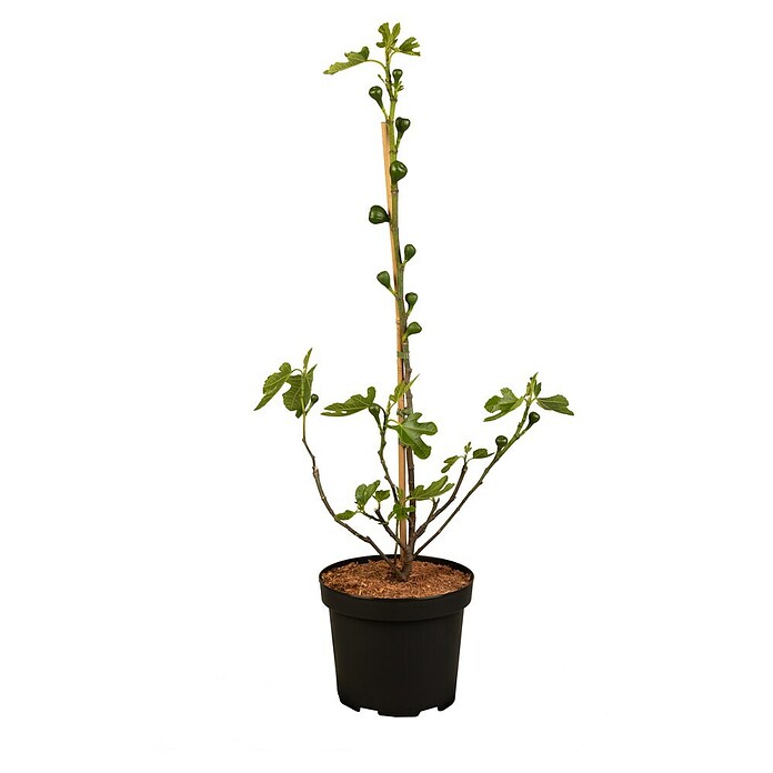 Ficus carica 20 Stamm