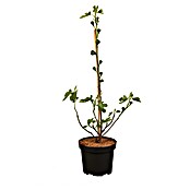 Ficus carica 20 Stamm