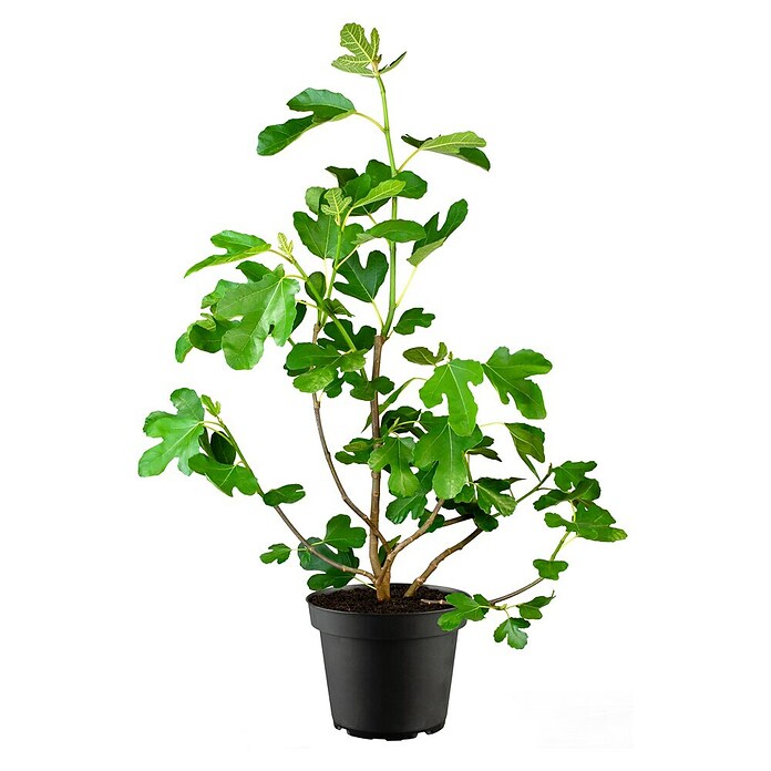 Ficus carica 20 Stamm