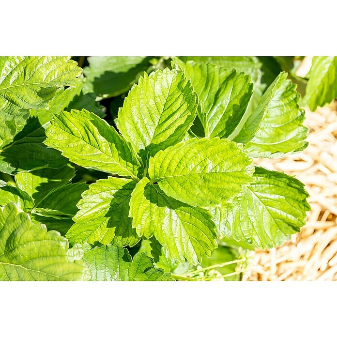 Fragaria elatior grandiflora 25