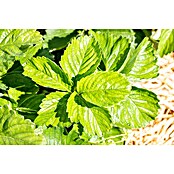 Fragaria elatior grandiflora 25