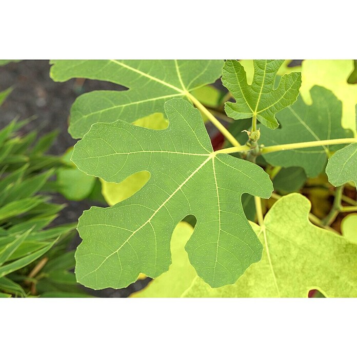 Ficus carica 20 Stamm