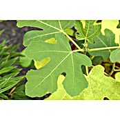 Ficus carica 20 Stamm
