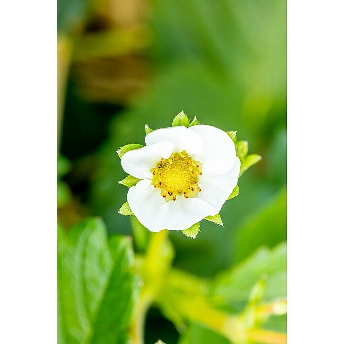 Fragaria elatior grandiflora 25