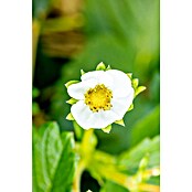 Fragaria elatior grandiflora 25