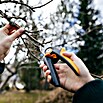 Fiskars X-series Gartenschere Bypass P921 (Bypass, Max. Aststärke: 24 mm) | BAUHAUS