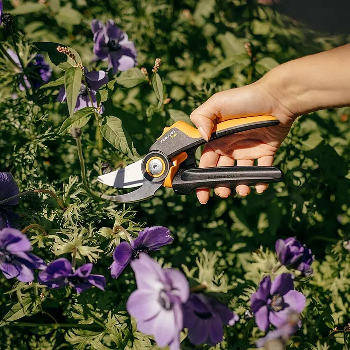 Fiskars X-series Gartenschere - Bypass, Max. Aststärke: 24 mm - Eine Hand hält orange-schwarze Gartenschere und schneidet eine lila Blume im Garten.