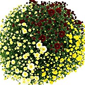 Piardino crisantemo multiflor