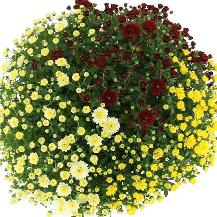 Piardino crisantemo multiflor - Dendranthema indicum, Tamaño de maceta: 19 cm, Multicolor - Primer plano de un exuberante arbusto de crisantemo con flores amarillas, blancas y burdeos, creando una exhibición vibrante.