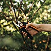 Fiskars X-series Gartenschere Bypass P921 (Bypass, Max. Aststärke: 24 mm) | BAUHAUS
